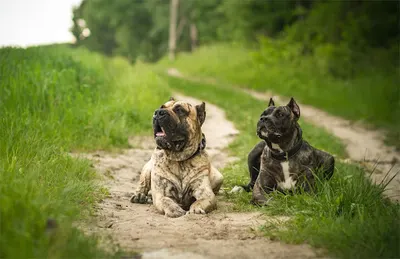 Gabinet Weterynaryjny - Amarok